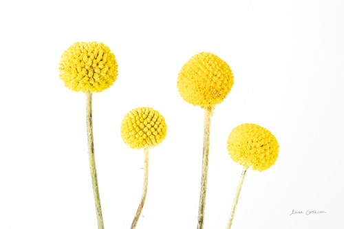 Elise Catteral, Craspedia II (Trommelstöckchen, Blume, Blüten, Botanik, Pflanzen, Nahaufnahme, Fotokunst, Wunschgröße, Treppenhaus,  weiß/gelb)