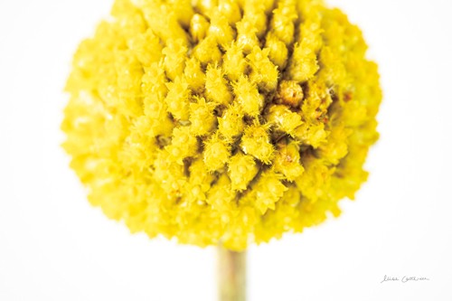 Elise Catteral, Caspedia IV (Trommelstöckchen, Blume, Blüte, Botanik, Pflanzen, Nahaufnahme, Fotokunst, Wunschgröße, Treppenhaus,  weiß/gelb)