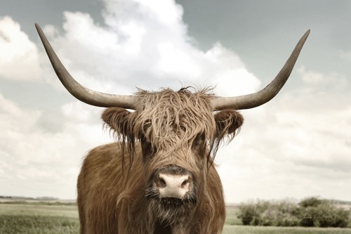 Andre Eichman, On the Ranch IV (Hochlandrind, Highlander, Hörner, zottelig, Schottland, Tier, Nutztier, Tierportrait, Fotografie, Treppenhaus, Wunschgröße, bunt)