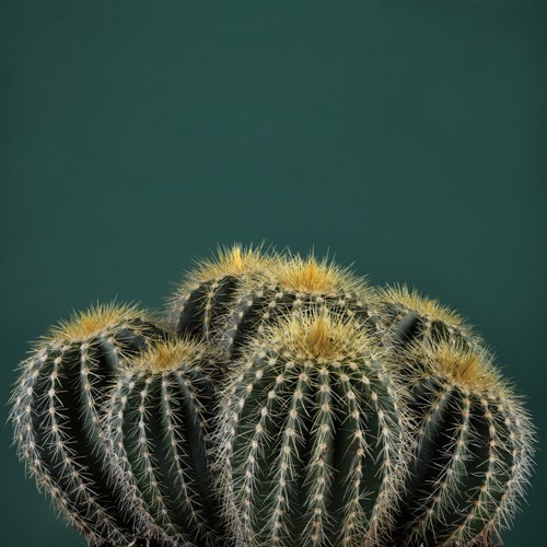 Andre Eichman, Cacti I (Pfanzen, Kakteen, Stacheln, Botanik, Wunschgröße, Fotografie, Nahaufnahme, Treppenhaus, Wohnzimmer, bunt)