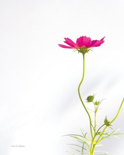 Debra van Swearingen, Magenta Cosmos II (Blume, Blüte, Pflanze, Botanik, Studie, filigran, Wunschgröße, Treppenhaus, pink)