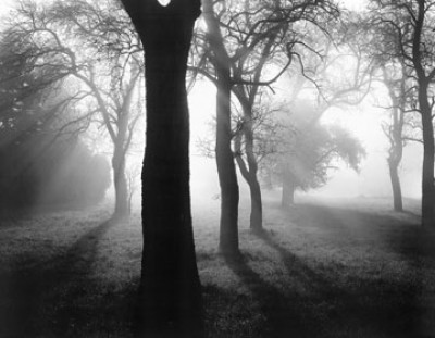 Tom Weber, Bäume im Nebel I (Photokunst, Bäume, Nebel, schwarz - weiß, Landschaften, Büro, Flur, Wohnzimmer)