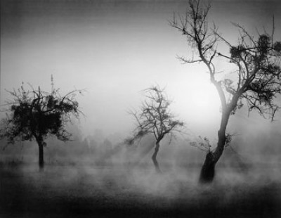 Tom Weber, Bäume im Nebel II (Photokunst, Bäume, Nebel, schwarz - weiß, Landschaften, Büro, Flur, Wohnzimmer)
