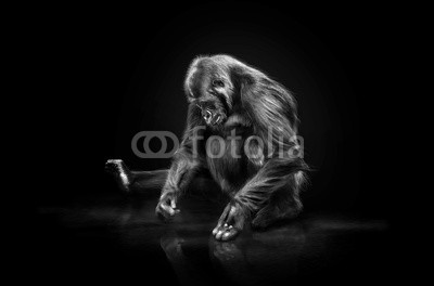 Werner Dreblow, bald allein (gorilla, clown, affen, biest, tier, allein, schwarz, dekorativ, reue, traurig, tierschutz, bedroh)