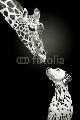 Werner Dreblow, Flecken verwandte (giraffe, giraffe, giraffenhals, hals, hund, hund, dalmatiner, blick, monitor, tier, tier, gemeinschaft, postira, paar, ungleich, schwarz, weiß, lustgarten, erschrocken, duften, colour, schnuppern, erkennen, groß, klei)