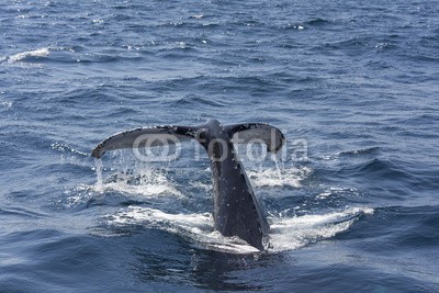 孤飞的鹤, Whale tail (tier, australien, hintergrund, bellen, schöner, groß, biodiversität, blau, tiefe, gefährdet, flosse, fisch, fraser island, erbschaft, urlaub, huge, geisteswissenschaften, buckliger, insel, large, life, säugetier, navy, maui, natur, ozean, behüte)