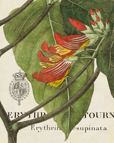 Wild Apple Portfolio, Botanique Tropicale I (Wunschgröße, Grafik, Pflanzen, tropische Pflanzen, Blumen, Blüten, Blätter, Studie, Floral, Treppenhaus, bunt)