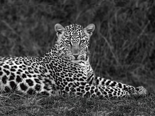 Xavier Ortega, Leopard Portrait (Leopard, Tierportrait, Raubkatze, Großkatze, Schönheit, edel, Fellmuster, Afrika, Tiere, Photokunst, Wohnzimmer, Arztpraxis, Treppenhaus, Wunschgröße, schwarz/weiß)