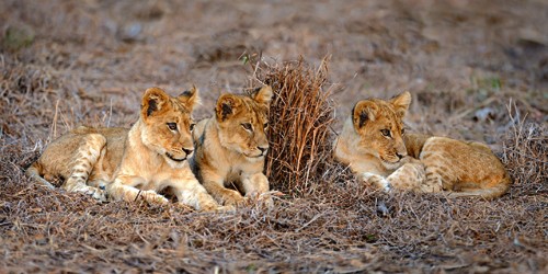 Xavier Ortega, Lions Cub (Löwen, Löwenkinder, Löwinnen, Tierportrait, Raubkatze, Großkatze, Afrika, Tiere, Photografie, Wohnzimmer, Arztpraxis, Treppenhaus, Wunschgröße, bunt)