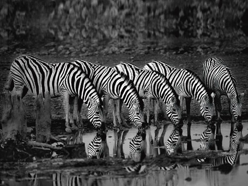 Xavier Ortega, Zebras Reflection (Zebras, Herde, Wasserstelle, Spiegelungen, Durst, trinken, Afrika, Tiere, Photokunst, Wohnzimmer, Arztpraxis, Treppenhaus, Wunschgröße, schwarz/weiß)