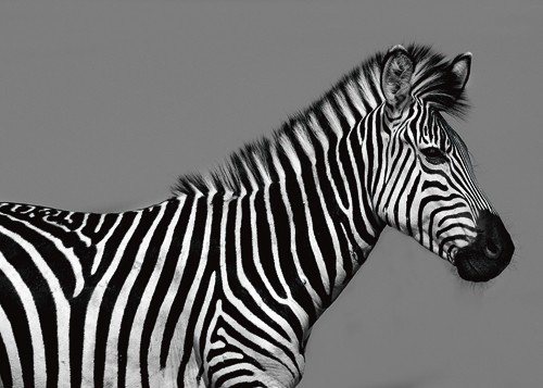 Xavier Ortega, Cebra Retrato (Zebra, Großwild, Tierportrait, Profil, Afrika, Photokunst, Wohnzimmer, Arztpraxis, Treppenhaus, Wunschgröße, schwarz/weiß)