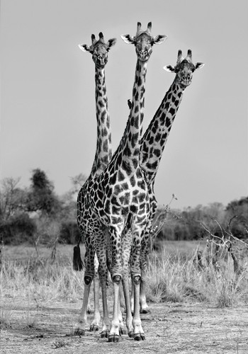 Xavier Ortega, Giraffes Three (Giraffen, Trio, Großwild, Tierportrait, lustig, witzig, Afrika, Photokunst, Wohnzimmer, Arztpraxis, Treppenhaus, Wunschgröße, schwarz/weiß)