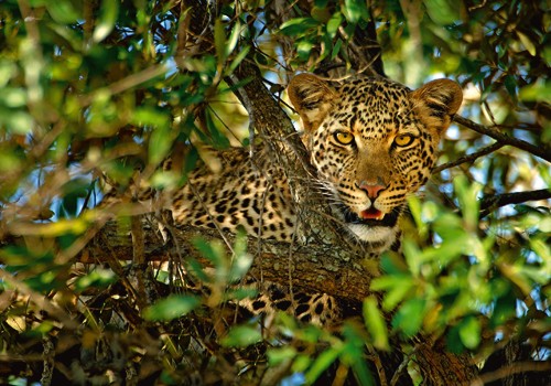 Xavier Ortega, Leopard Camouflage (Leopard, Tierportrait, Raubkatze, Großkatze, Schönheit, edel, Fellmuster, Tarnung, Afrika, Tiere, Photografie, Wohnzimmer, Arztpraxis, Treppenhaus, Wunschgröße, bunt)