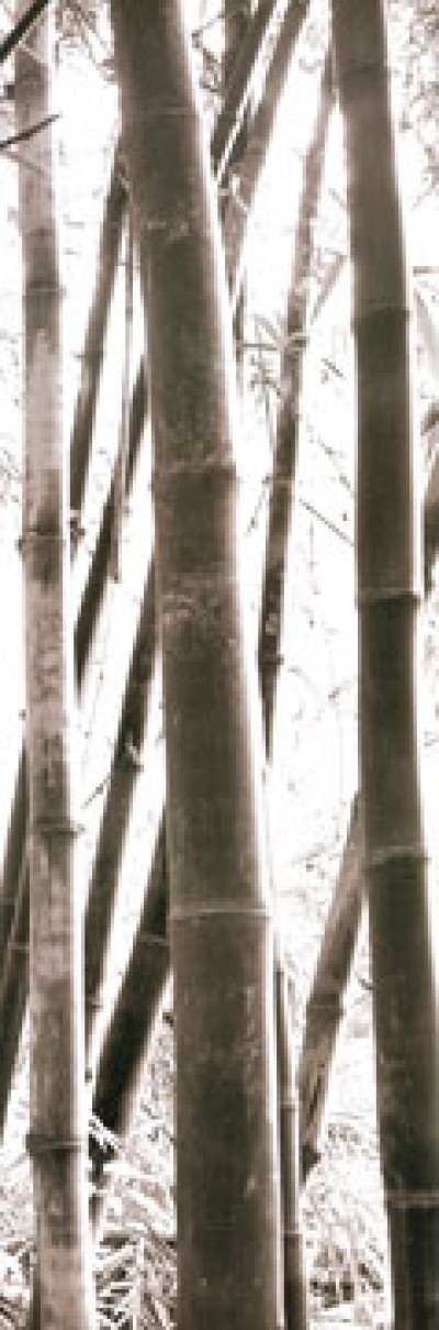 Douglas Yan, Bamboo Grove IV (Asiatische Kunst, Bambus, Stängel, Photokunst, Fotokunst, Wohnzimmer, Büro, Treppenhaus, schwarz/weiß)