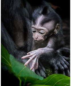 Ronny Behrendt, Affenbaby