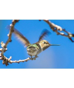 Ronny Behrendt, Kolibri der Herzen