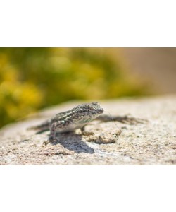 Ronny Behrendt, Geckos life