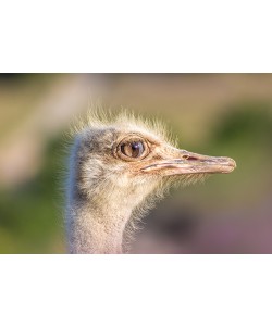 Ronny Behrendt, Straußenauge