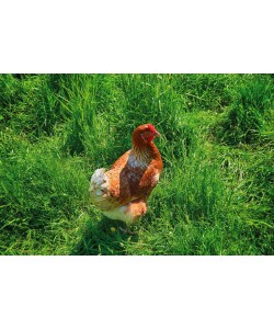 Irk Boockhoff, Glückliches Huhn