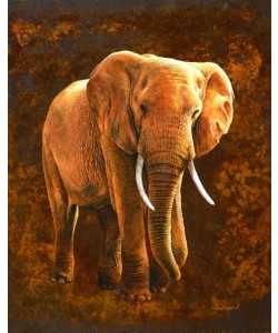 Jean-Marc Chamard, Elephant 01