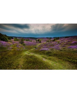 Sander Van Laar, Landscape in purple