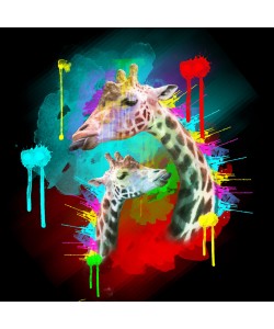 Sander Van Laar, Giraffe 2