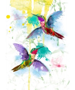Sander Van Laar, Kolibri