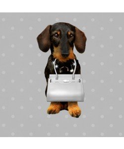 Babette, Teckel Silver