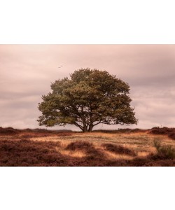 Sander Van Laar, Tree