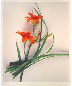 Treichel Gerhard Lilie Ikebana (Digitaldruck, handsigniert)