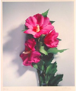 Treichel Gerhard Wilder Hibiskus (Digitaldruck, handsigniert)