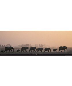 Michel & Christine Denis-Huot, Troupeau d'éléphants - Kenya - Afrique