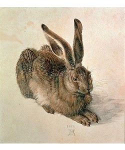 Albrecht Dürer, Junger Feldhase. 1502