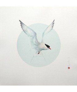 Martens Karl Fluss-Seeschwalbe (Lithographie, handsigniert, nummeriert)