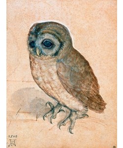 Albrecht Dürer, Käuzchen