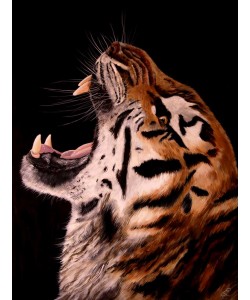 Conny Krakowski, Tiger