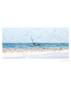 Philip Plisson, Madagascar seabirds