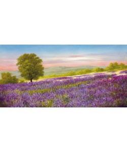 Heinz Schölnhammer, LAVENDER FIELD