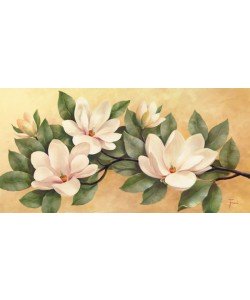 Fasani, MAGNOLIA