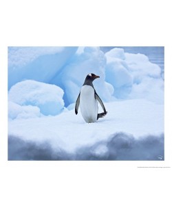 Philip Plisson, Manchot Royal – Antarctique