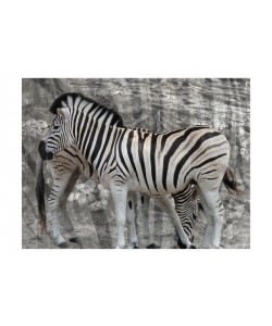 Diane Stimson, INTO THW WILD II