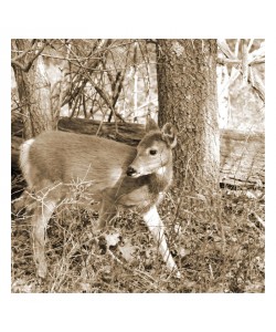 Suzanne Foschino, FAWN