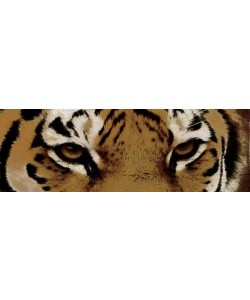Jace Grey, TIGER EYES