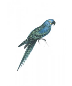 Sheldon Lewis, BLUE AND GREEN DUO II