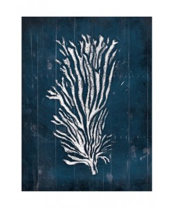 Jace Grey, CORAL III