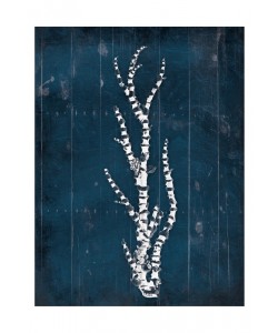Jace Grey, CORAL IV