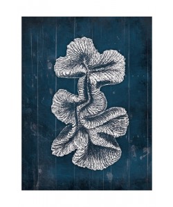 Jace Grey, CORAL V