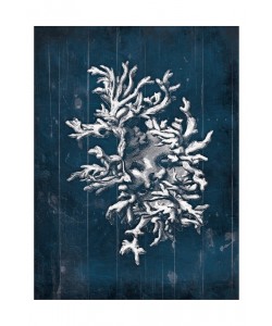 Jace Grey, CORAL VI