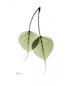 Albert Koetsier, GREEN EUCALYPTUS I