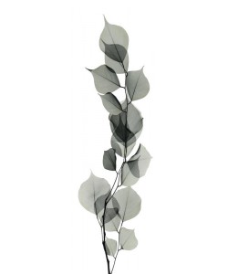 Albert Koetsier, EUCALYPTUS IN GRAY I
